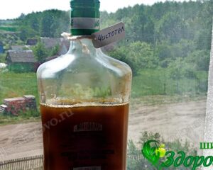 Как сделать сок из чистотела