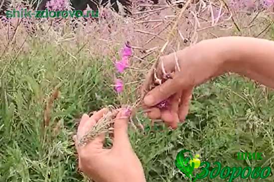 Как собирать цветы кипрея