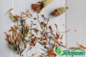 семенные коробочки тагетеса